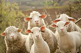 Студенты доказали: овцеводство на Вологодчине рентабельно