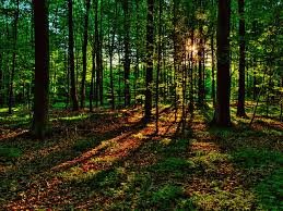 Вологжане отметили праздник «Все о лесе»