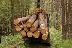 Сямженские лесозаготовители требуют управление Вологодской области решить проблему с совместной работой со «Свезой»