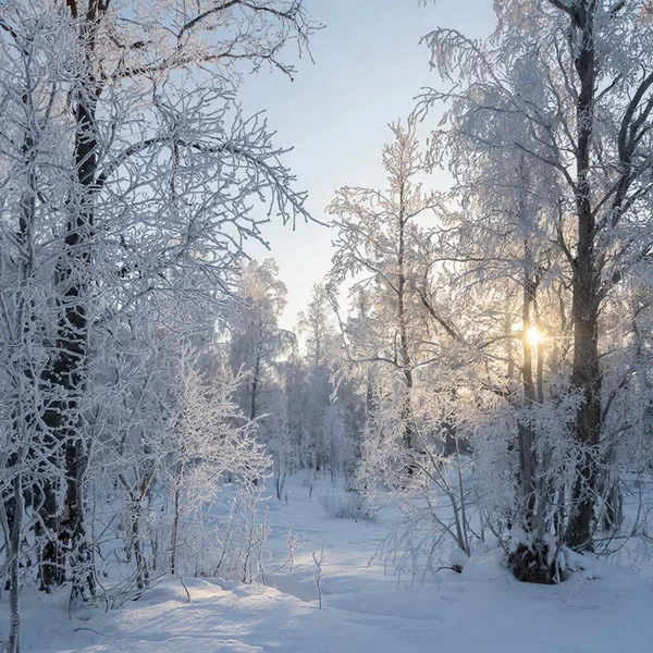 Волшебство на расстоянии письма: в 100 городах России появятся почтовые ящики Деда Мороза